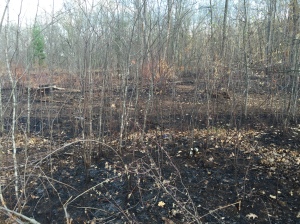 Overview of fire- Notice only small brush was burned still ample regeneration left behind