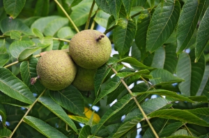 Black Walnut (Juglans nigra) tree with fruit