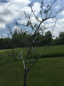 Peach in decline--about 15 feet from walnut orchard 