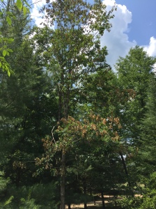 This tree is "flagging" turning brown from the leaves wilting from lack of water.